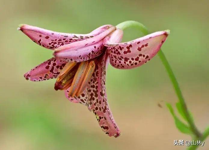 包含精妙绝伦！比赛中一幕幕精彩绝伦的词条