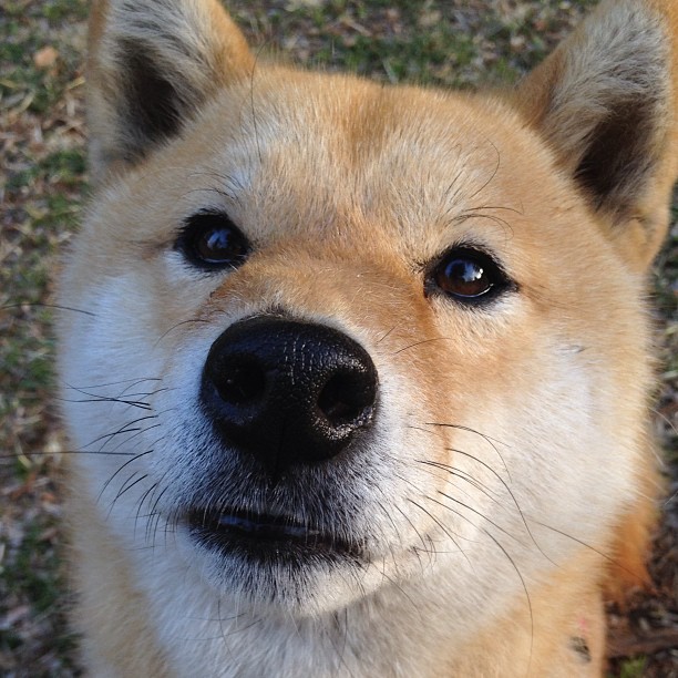 锡安暴力美学征服全场，广东队奇兵制胜撼动湖人