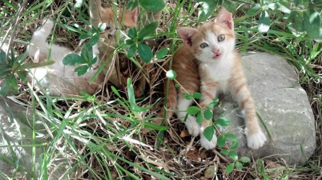 黑白直播网-季后赛新王当立,森林狼铁血横扫太阳,约基奇统治力诠释MVP真谛