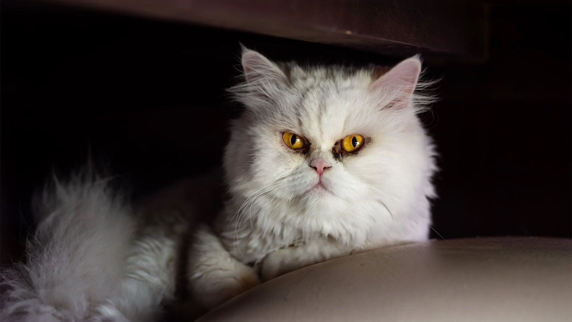 黑白直播nba在线观看-巨星之光与草根之魂,舞台与绝境下的篮球史诗