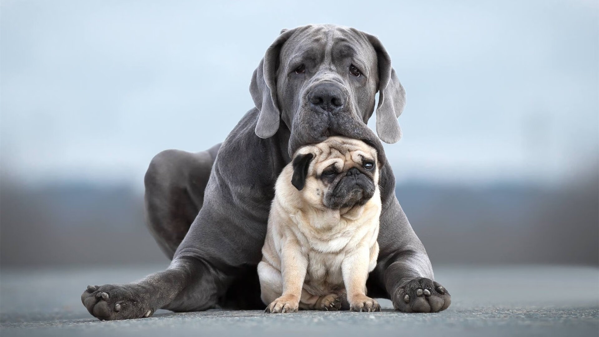 黑白直播nba在线观看-切特连续得分拉开差距,上海队攻防一体正面击溃开拓者