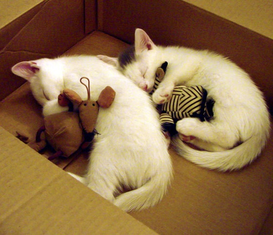 北非之狐猎杀南美鹰，当阿尔及利亚的凯恩亮出獠牙