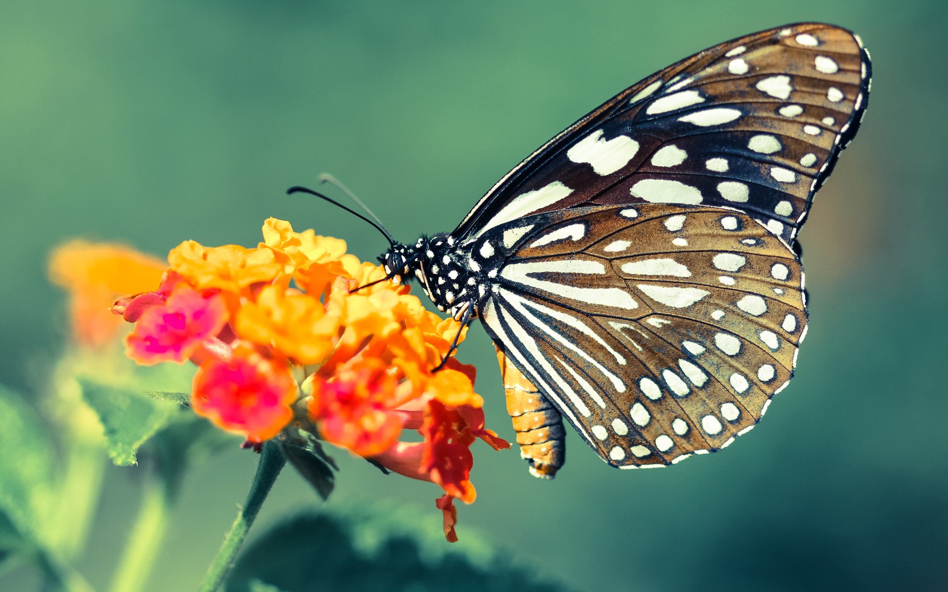 太阳队轻取新疆队，塔图姆预演2026世界杯统治时刻