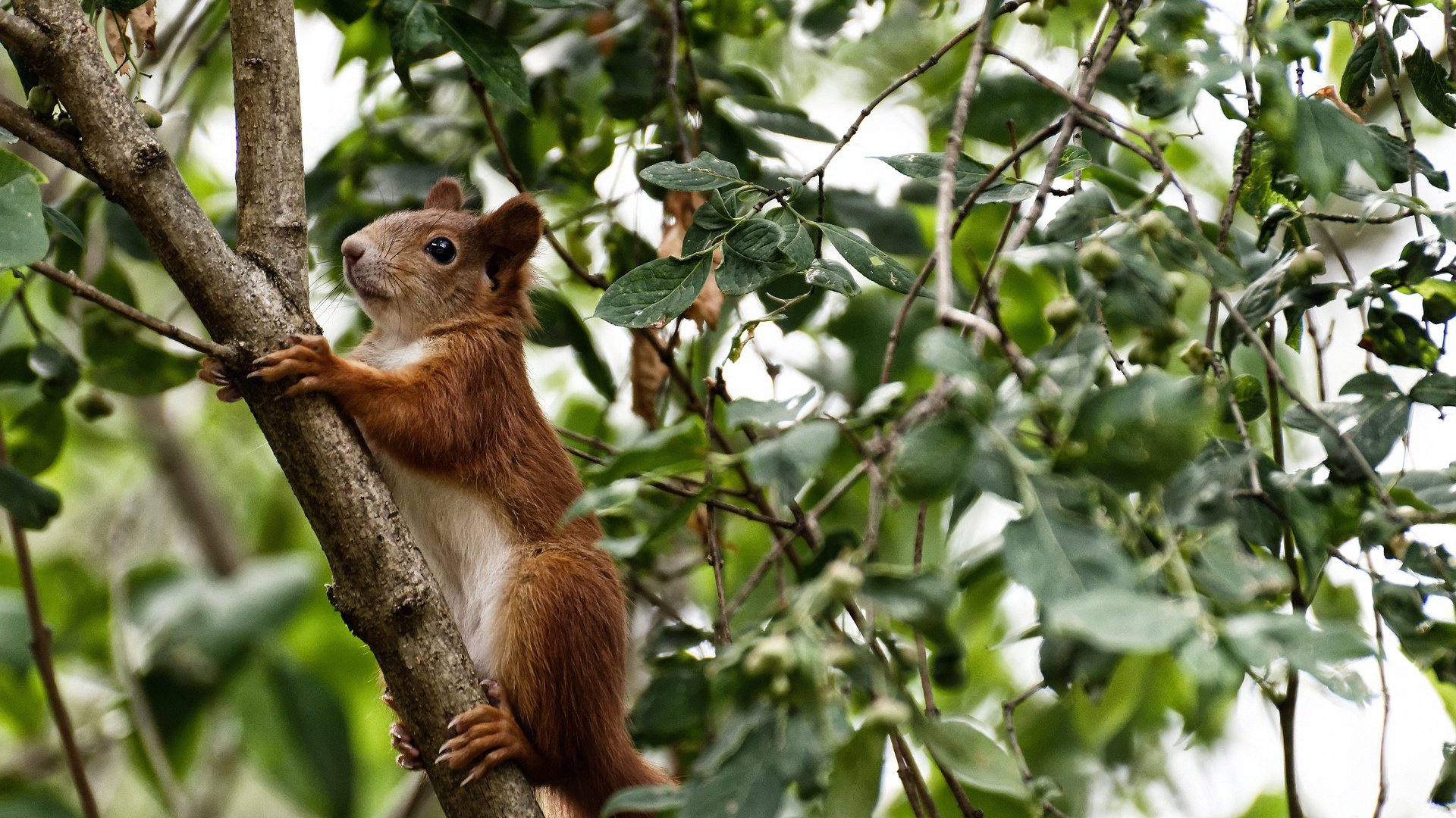 黑白直播在线观看-救赎之夜，切特在NBA总决赛压力下的惊天爆发