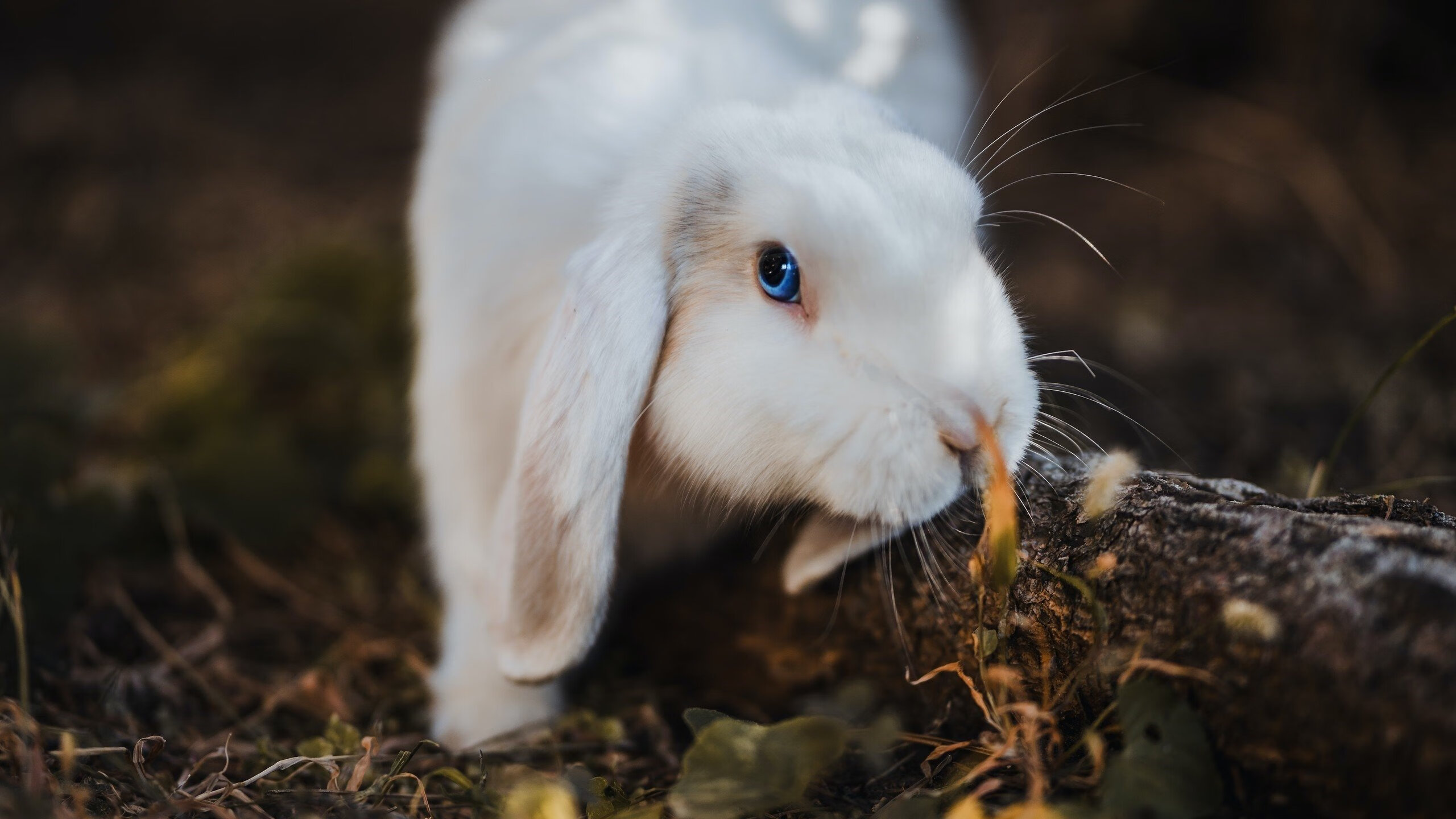黑白直播免费体育直播-终场哨响之前，奥利维耶的烈火三连击锁定英超桂冠