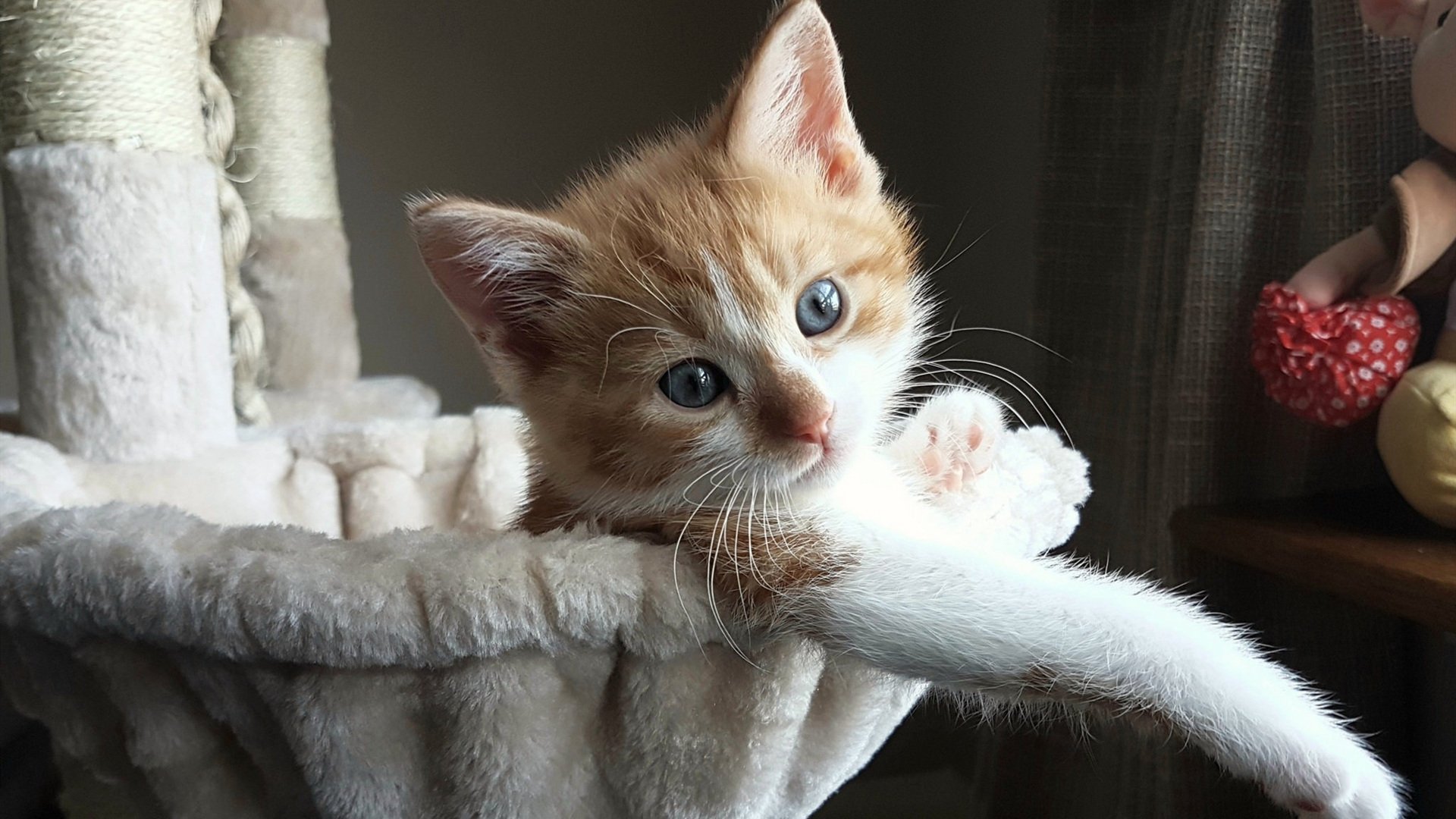 黑白直播在线观看-开拓者火力压制步行者，马克西稳定输出助队轻取胜利