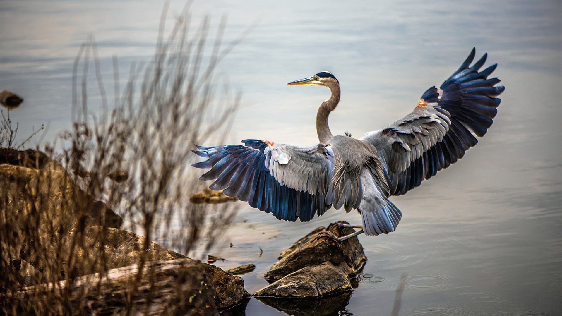 黑白直播免费体育直播-生死战中的领袖风范，比利时带走苏格兰，若日尼奥西决生死战接管比赛