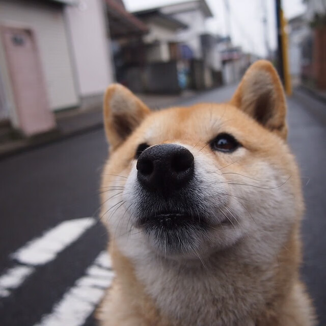 双线争锋,德甲争冠焦点战与勇士巅峰对决胜国王