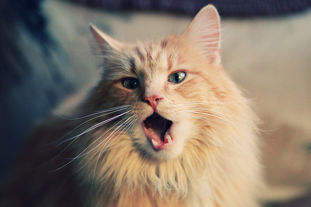 绿茵烽火照深城,当欧冠的戏剧张力投射在南粤铁骑冲垮休斯顿之夜