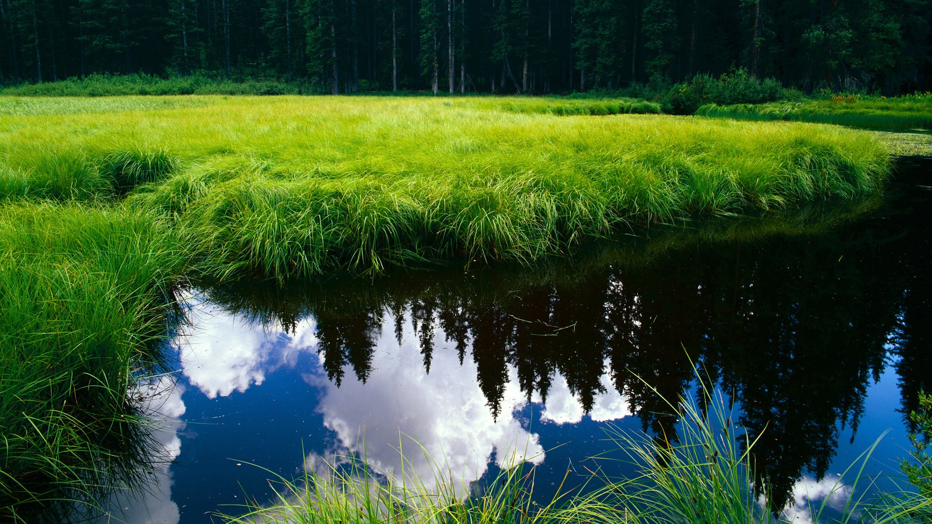 黑白直播-北京队踏平辽宁队，福克斯关键先生闪耀赛场