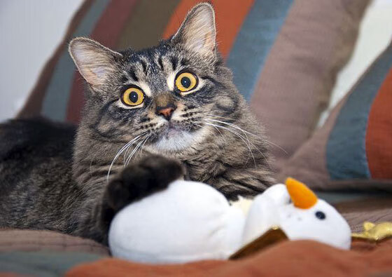 当夜空中最亮的星，燃烧了整个芝加哥