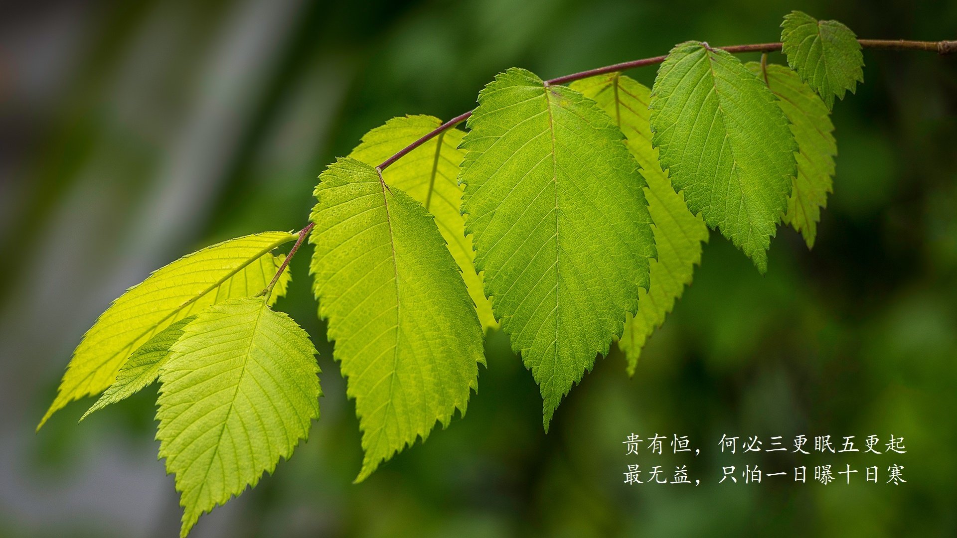 卢卡库关键一击定江山，法国力克尼斯，荣耀之夜再现