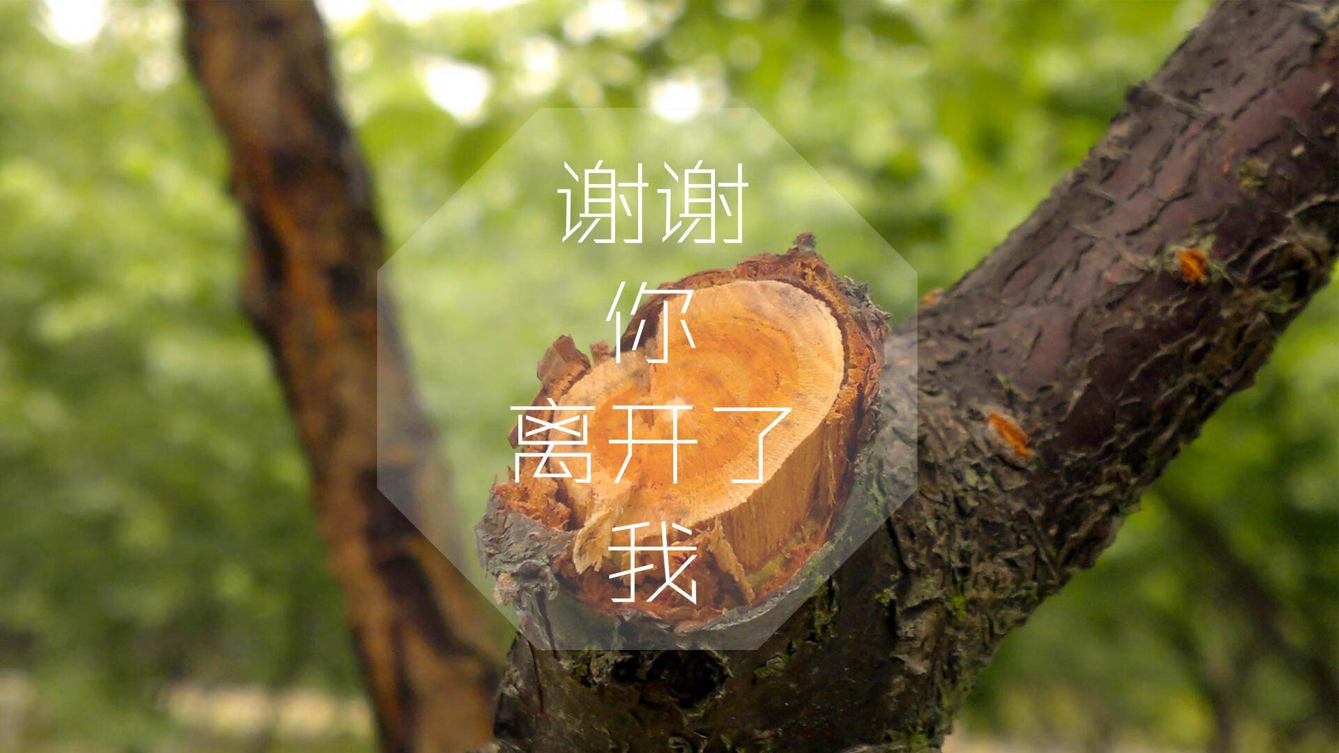 钢铁防线与致命反击,罗马尼亚大胜加纳,巴雷拉率队征服2026世界杯B组关键战
